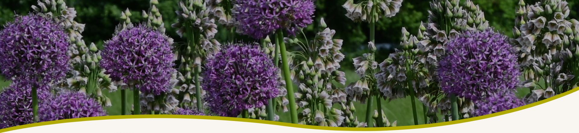 Nijssen Tuin & Bulbs Heemstede