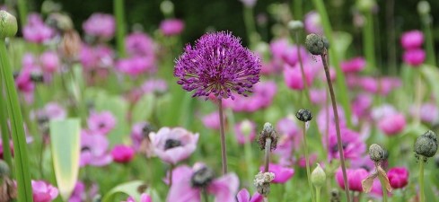 You buy your flower bulbs from us and you have the necessary requirements for that: true to type, good flowering and healthy. But there may be more you value when it comes to our bulbs. Are they cultivated sustainably, are they safe for bees and bumblebees?